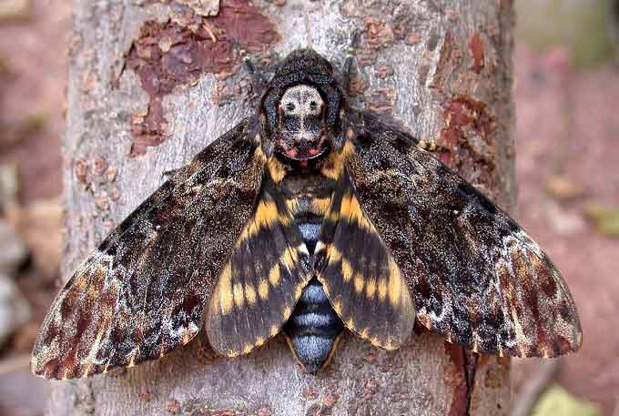 Death's-Head Moth The name refers to any of three moth species of the genus Acherontia. The former species is found in Europe and throughout Africa, the latter two are Asian