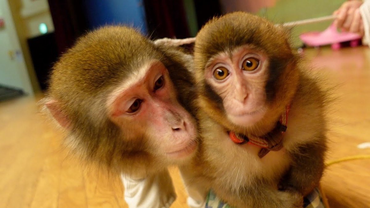 プーキーズ サブチャンネル しずくさんと初対面 子猿のルートくん 女の子のお猿さんにグイグイ迫られてタジタジ T Co 0ycunppkb0