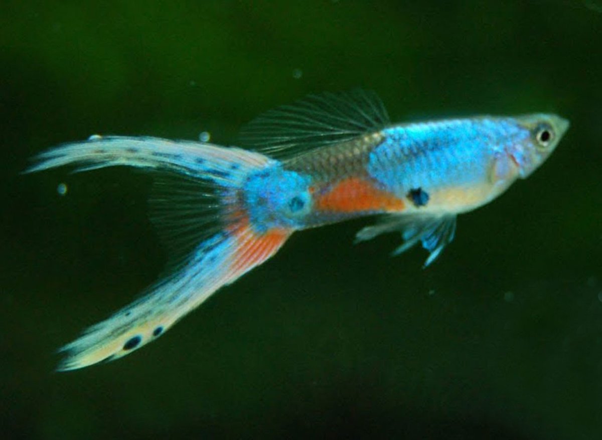 myGoldFishShop's tweet photo. Cнова в продаже #Барбус Денисони, #Меченосец Красный, #Сом #Эуптерус вуалевый, #Пангасиус высокоплавничный, Эгагропила Линнея (#КладофораШаровидная), #Гуппи самцы более десятка разных окрасов.
#карантиннаябаза #золотаярыб��а #mygoldfish #аквариумныерыбки #аквариумныерастения https://t.co/9oAQ3ihkyI
