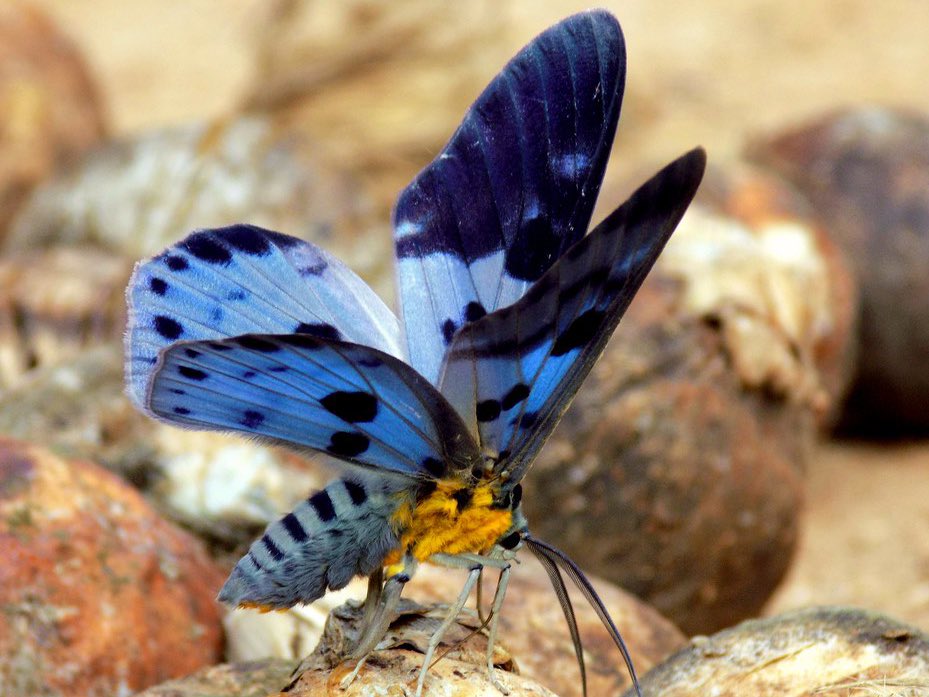The Blue Tiger Moth - is a moth of the family Geometridae that can be found in India.