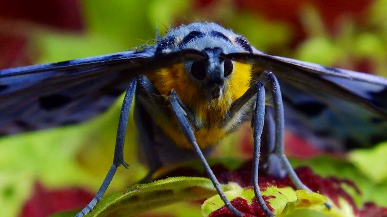 The Blue Tiger Moth - is a moth of the family Geometridae that can be found in India.