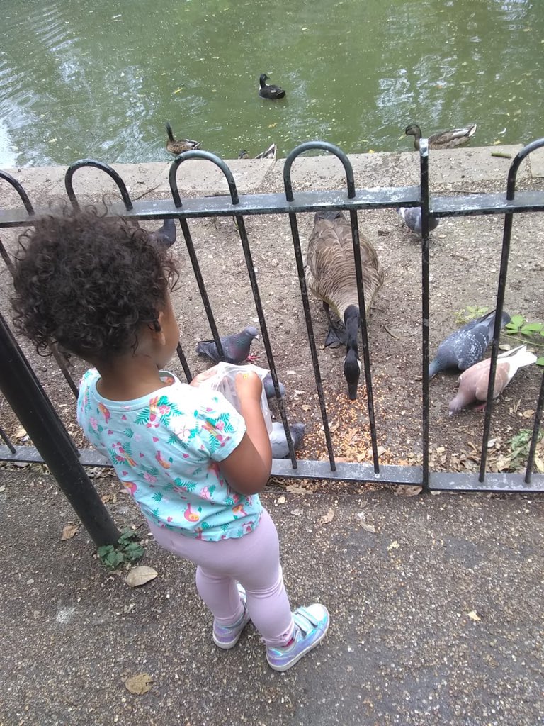 WHYCNunhead's tweet photo. We gave some lentils to a small visitor last week and she went straight up to @PeckhamRyePark to feed the ducks. #futureclubmember #socialaction https://t.co/68ogwylMeT