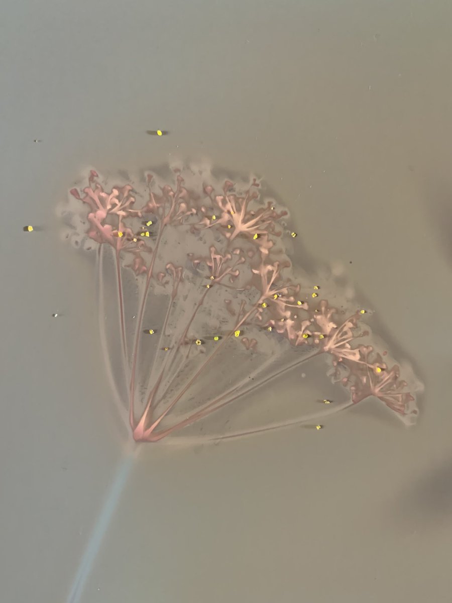 Lumen print made from flowering herbs in the summer garden #wip #lumen #lumenprint #light #shadow #cameralessphotography #altphoto #alchemy #botanical #herb #flora #arugula #unique #portrait #transient #beauty #nature #july #summer