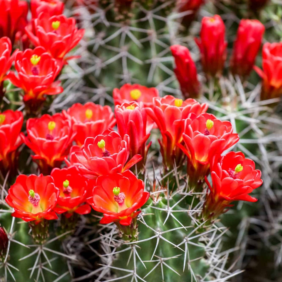 Red, warm, sunset....summer vibes