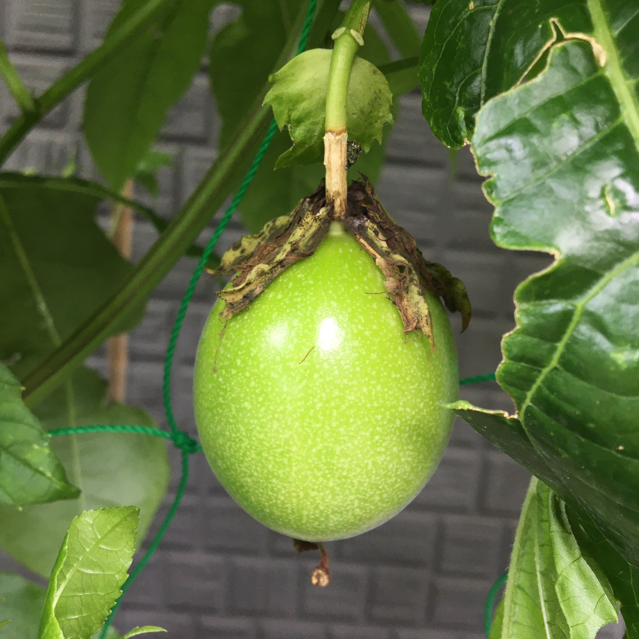 なめがたブランド戦略会議 行方市 グリーンカーテンに 実がなったなめりー パッションフルーツ 左 ゴーヤ 右 パッションフルーツはやっと 花を大風で落とされ 虫に葉を食べられ などなど苦難の連続 大きく育ってなめりーo O 行方市 なめが