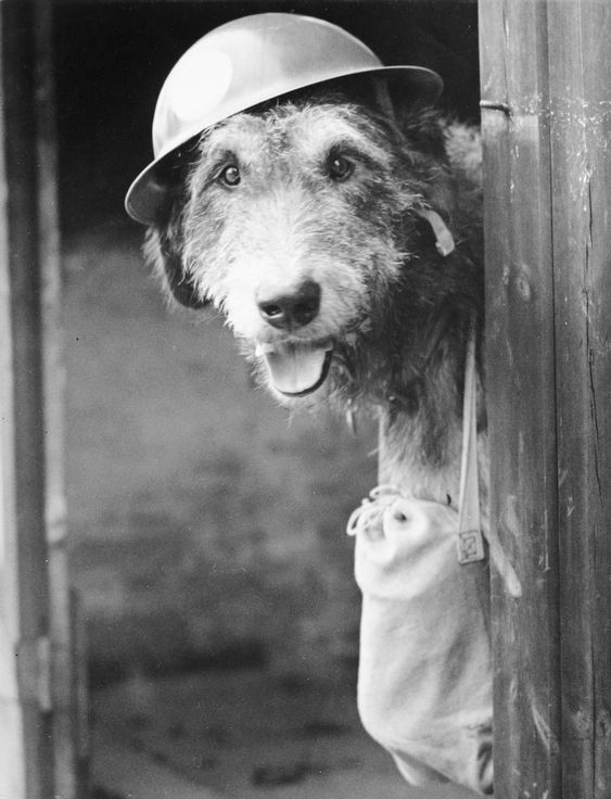 Paws4History's tweet photo. Morning! #dogs #dogsofhistory #historicpets https://t.co/WbzsDPLT1x