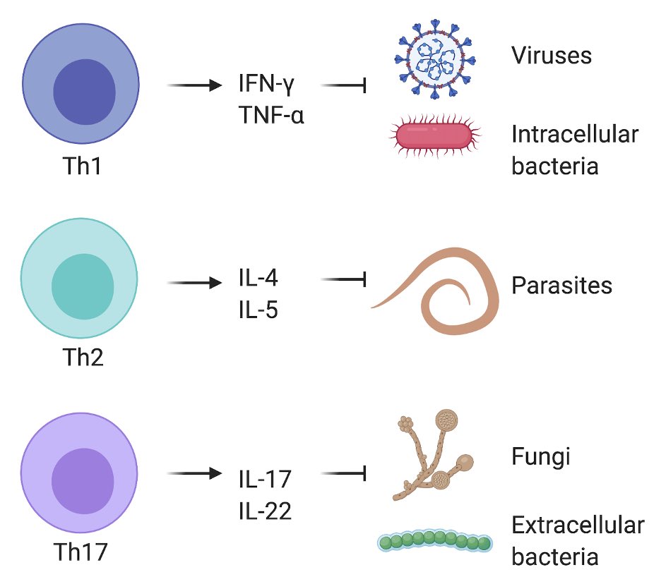 The immune system makes responses that are best suited for different types of pathogens. For example, different flavors of CD4 T cells are made to combat viruses/intracellular bacteria (Th1), fungi/extracellular bacteria (Th17) and worms (Th2) infection. (5/n)