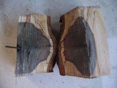OlsonTreeCare's tweet photo. #Metal in #trees has the following negative effects. 
Spread the word!

1. #Girdling/Strangling 
2. #Cellular Growth Disruption
3. #Vascular Disruption
4. #Decay
5. #Structural weakness
6. #contamination 

Photo credit to Duncan Slater PHD https://t.co/5Bwtpwh8vn