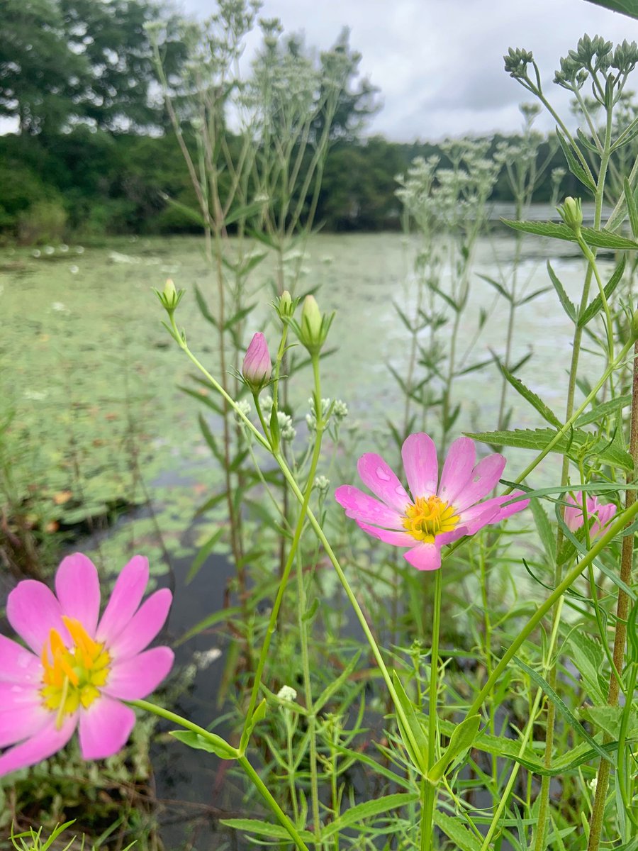 4wildplaces's tweet photo. Rare Plymouth gentian in full bloom at #MuddyPond #Wilderness Preserve, against a backdrop of globally endangered New England boneset. ๐
#MuddyMonday #Massachusetts #endangeredspecies #rareplants #wildflowers #flowers #naturephotography #nature #rewilding #naturenow https://t.co/oFHYaV0YTd