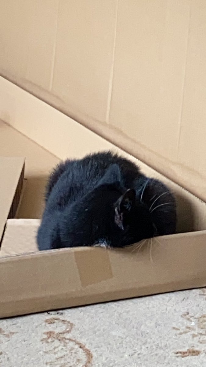 v_a_l_evans's tweet photo. Mum is building #IKEA #Tuffing for my sister, I am delighted with this box - #EveryoneIsHappy #CatsOfTwitter #Phoebe #Tuxedo https://t.co/mJEty3e9Uj