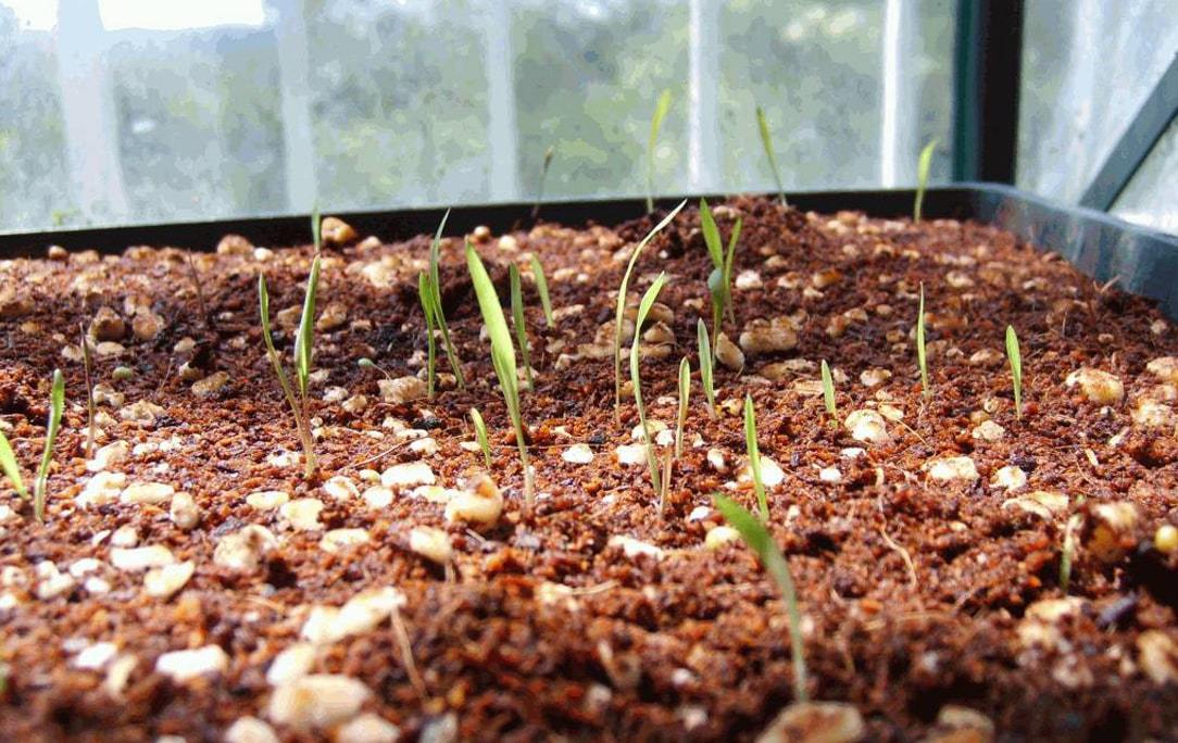 PortaledelVerde's tweet photo. Perlite espansa: a cosa serve? https://t.co/TobGcCGNgh https://t.co/yVpOsFXI8A