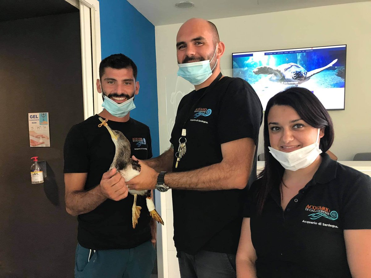 Emozioni all? #AcquarioCalaGonone!
Un carabiniere ha soccorso e portato presso la nostra struttura un esemplare di Marangone dal ciuffo. Lo staff acquariologico ha messo in sicurezza l'animale ed ha allertato il CFVA, 
L'esemplare si salverà e riprenderà presto a volare!❤️