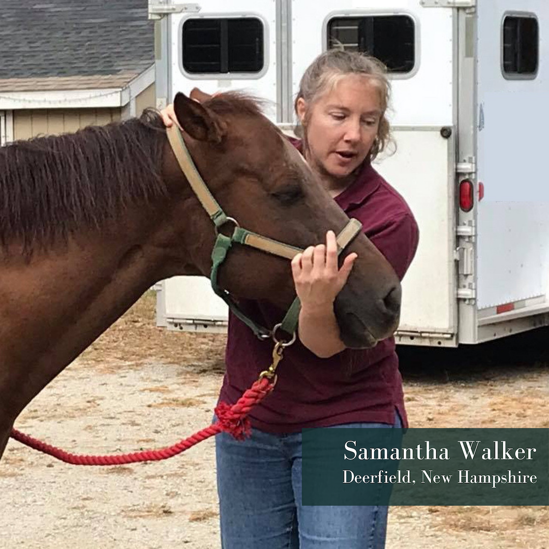 RR Horse Haven (@rr_horse) / Posts / X