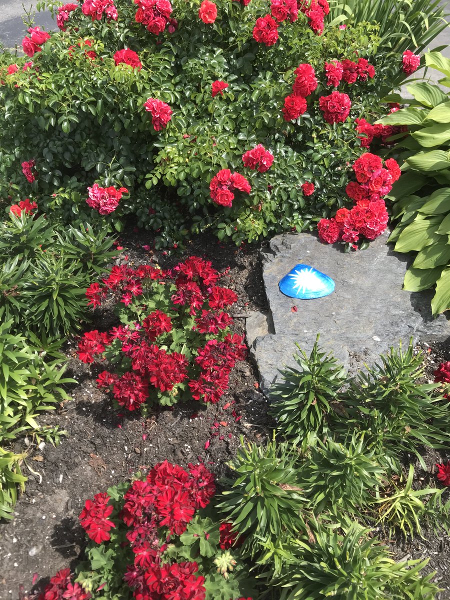 WavesResortOOB's tweet photo. We were tending to our gardens and discovered that someone left us this lovely painted shell. 🐚 

Thank you for brightening up our grounds with your artistic expression! 🌺 🌸 🌼

#oldorchardbeach #maine #oldorchardbeach #oob #oobmaine #oldorchardbeachmaine #waves https://t.co/37Wi9Ab2IT