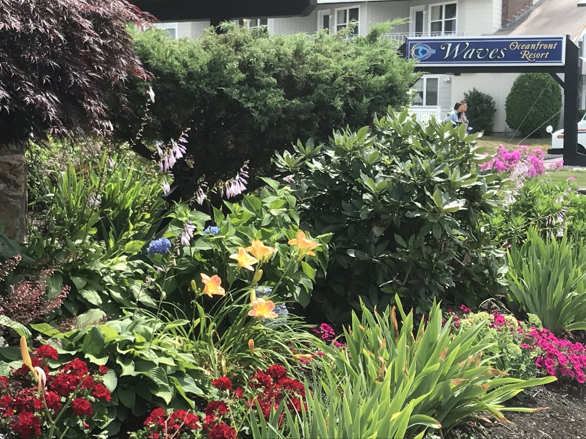 WavesResortOOB's tweet photo. We were tending to our gardens and discovered that someone left us this lovely painted shell. 🐚 

Thank you for brightening up our grounds with your artistic expression! 🌺 🌸 🌼

#oldorchardbeach #maine #oldorchardbeach #oob #oobmaine #oldorchardbeachmaine #waves https://t.co/37Wi9Ab2IT