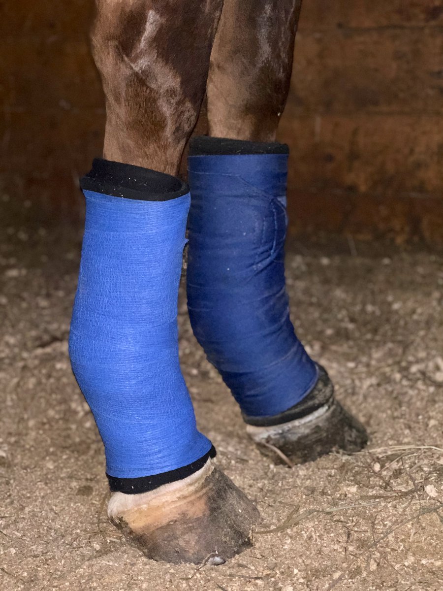 HORSE_NATION's tweet photo. https://t.co/FB7NLrbCoF
My SmartPak SmartTherapy No-Bow Wraps arrived in mid-June. Unfortunately (for me), I have had plenty of opportunities to put them to the test. I’ve been pleased with what I’ve seen. #productreview #goriding #SmartTherapy
Presented by @SmartPak https://t.co/oKCNlXRrml