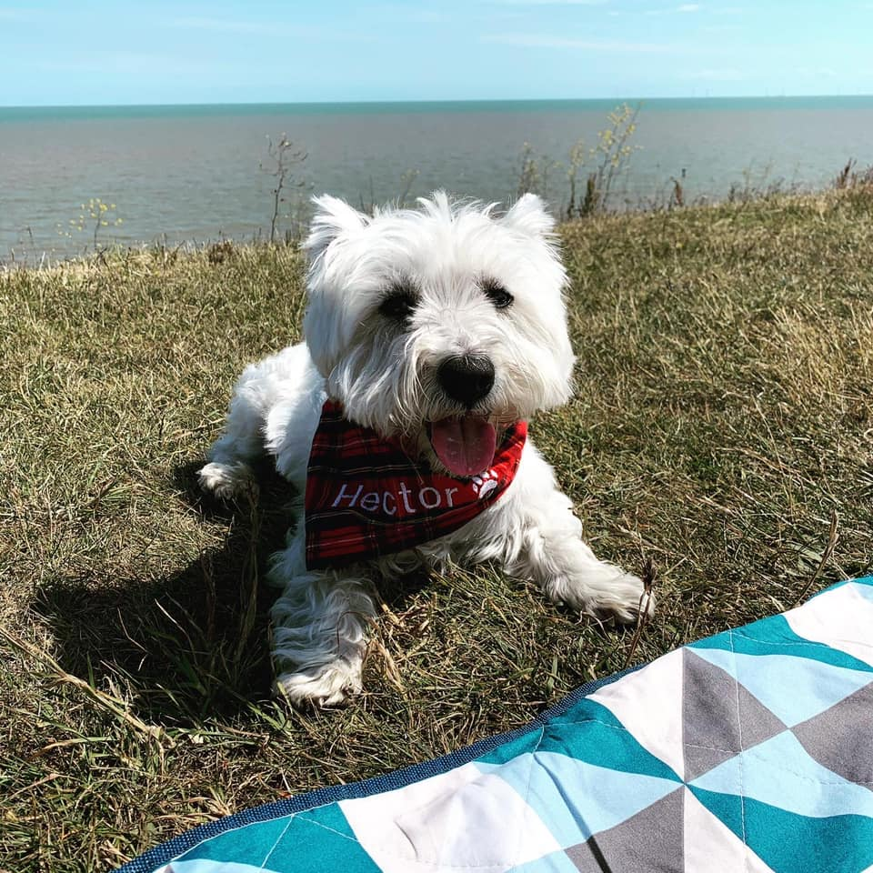 gelert01's tweet photo. #HECTOR missing 16/07/2020 #Broomfield nr #Chelmsford #CM1 area Please contact anytime 07710685335 if seen or know where #IamMissing #IamStillOutThere
@MissingPetsGB @rosiedoc666 @veryluckypugs @RachaelB100 @KarenFi51820768 @ChrstinaKelly @OfficialClarets @ChelmsCouncil https://t.co/CcRrIxue3v