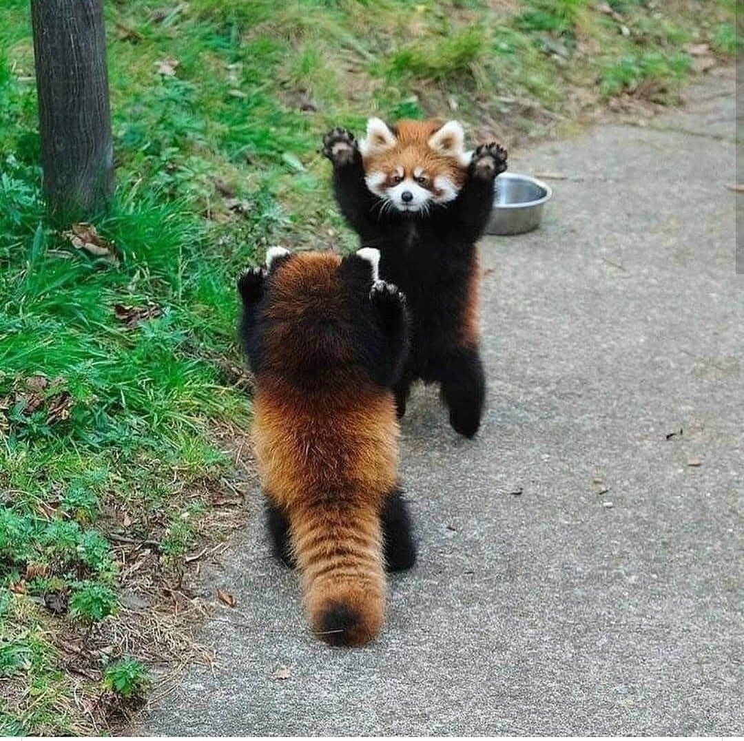 LadyAcqua's tweet photo. Cuando se sienten amenazados, los pandas rojos ponen de pie y extienden sus garras para parecer más grandes y peligrosos 🥺 https://t.co/miouB3YwcR
