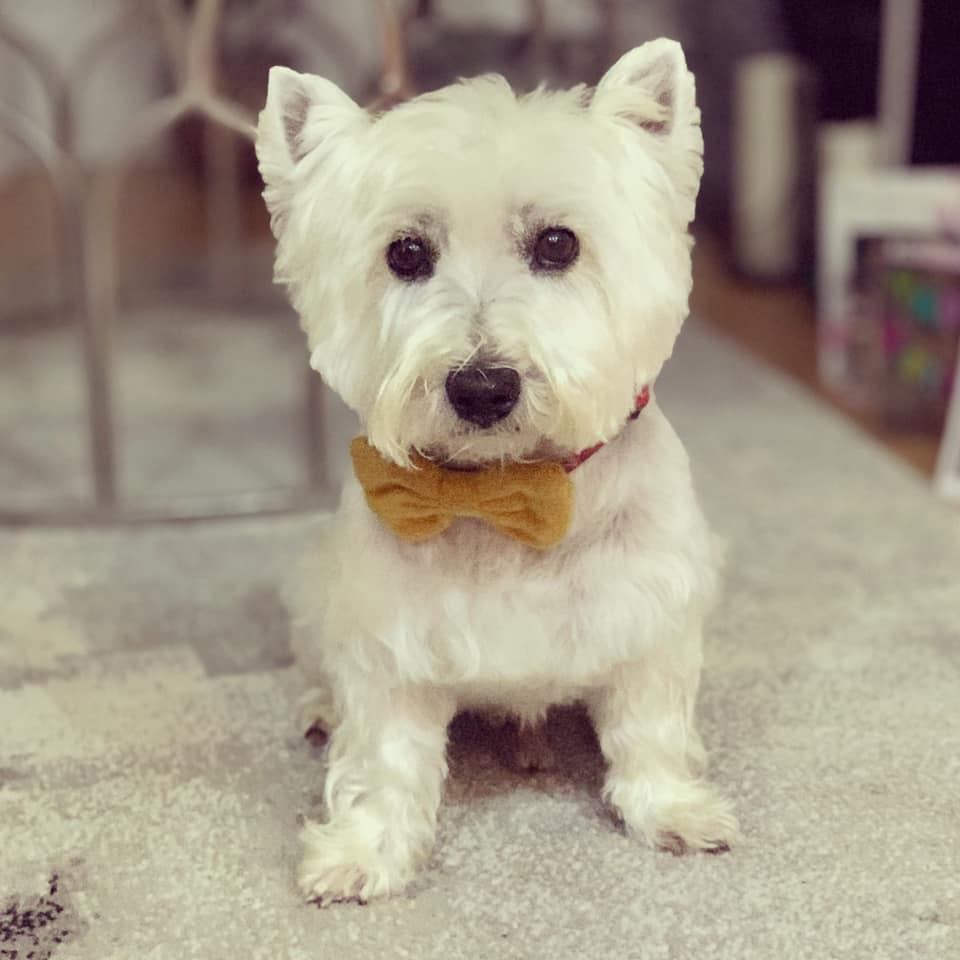 gelert01's tweet photo. #HECTOR missing 16/07/2020 #Broomfield nr #Chelmsford #CM1 area Please contact anytime 07710685335 if seen or know where #IamMissing #IamStillOutThere
@MissingPetsGB @rosiedoc666 @veryluckypugs @RachaelB100 @KarenFi51820768 @ChrstinaKelly @OfficialClarets @ChelmsCouncil https://t.co/CcRrIxue3v