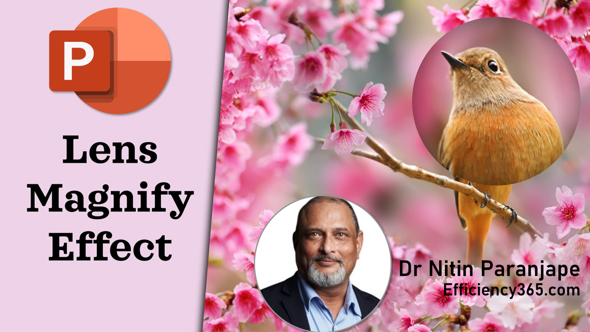 drnitinp's tweet photo. Lens Magnify effect using Morph in #powerpoint 7 min video https://t.co/yIHJOaGT7f 
#animation #graphicdesign #presentationgraphics https://t.co/pW9JdC622k