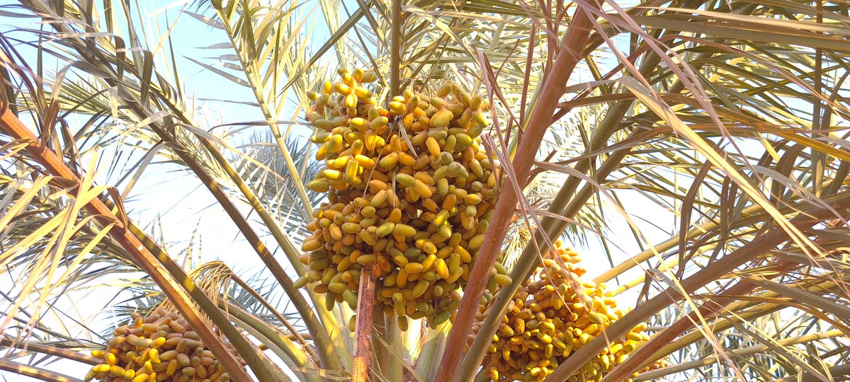 mrehanasad79's tweet photo. https://t.co/TygXKj4AxF
Explore diverse varieties of date palm fruits from Central Saudi Arabia. I covered it in short video
#Dates #Datepalm #Trees #Lookingupattrees #AlMajmaah https://t.co/cgYWwt8ywC