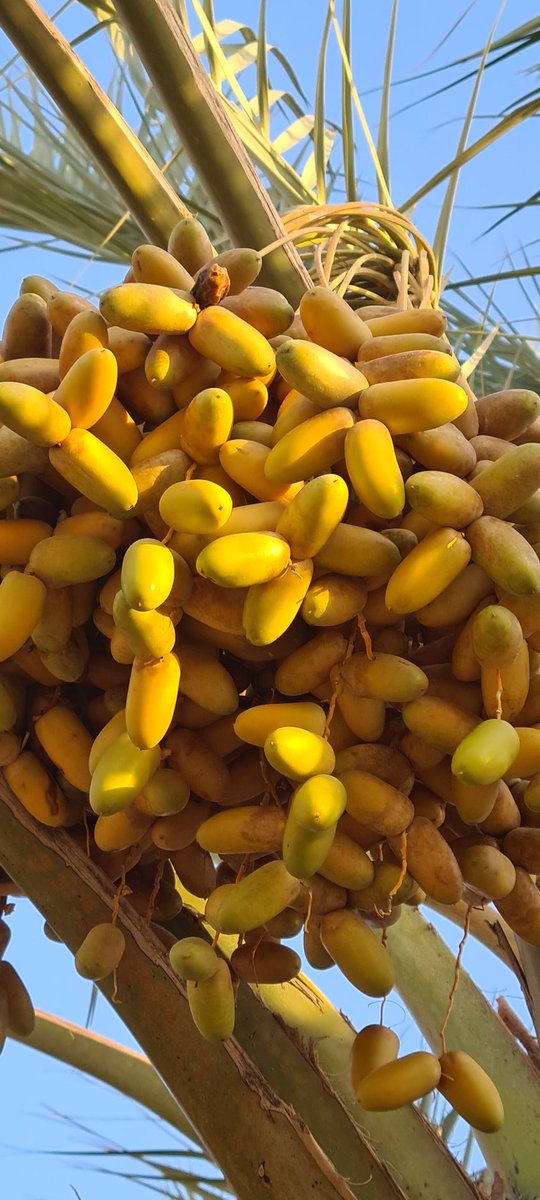 mrehanasad79's tweet photo. https://t.co/TygXKj4AxF
Explore diverse varieties of date palm fruits from Central Saudi Arabia. I covered it in short video
#Dates #Datepalm #Trees #Lookingupattrees #AlMajmaah https://t.co/cgYWwt8ywC