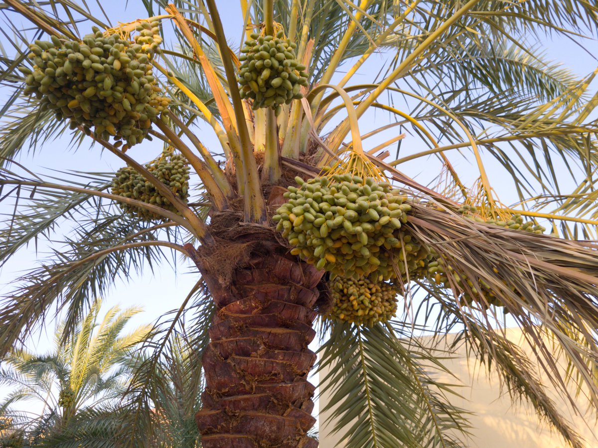 mrehanasad79's tweet photo. https://t.co/TygXKj4AxF
Explore diverse varieties of date palm fruits from Central Saudi Arabia. I covered it in short video
#Dates #Datepalm #Trees #Lookingupattrees #AlMajmaah https://t.co/cgYWwt8ywC