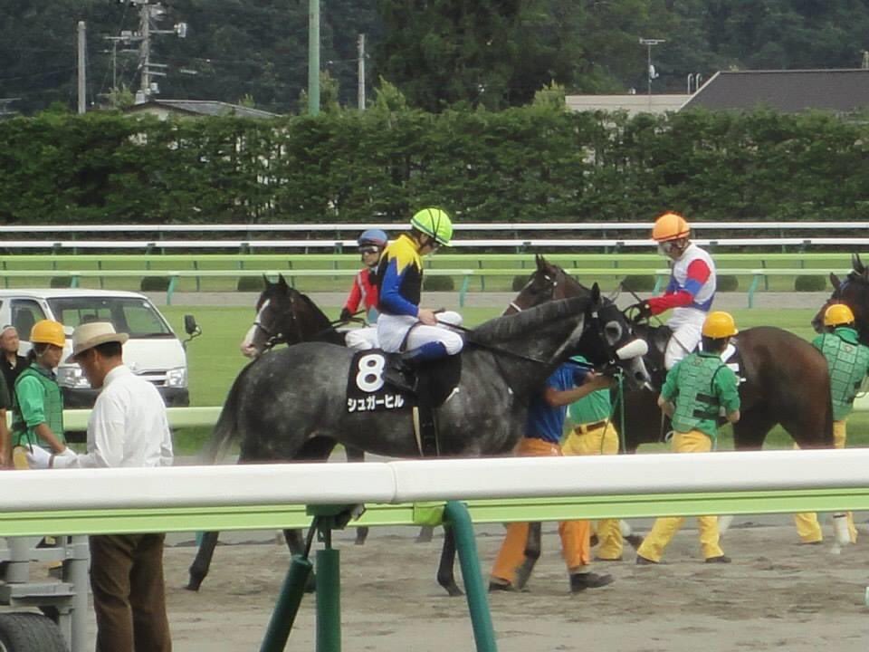 ট ইট র ミンミン 6年前は福島競馬場でシュガーヒルに乗るミカや 戸崎の腹帯を使うミカや 内馬場のバラ園が楽しかったわ