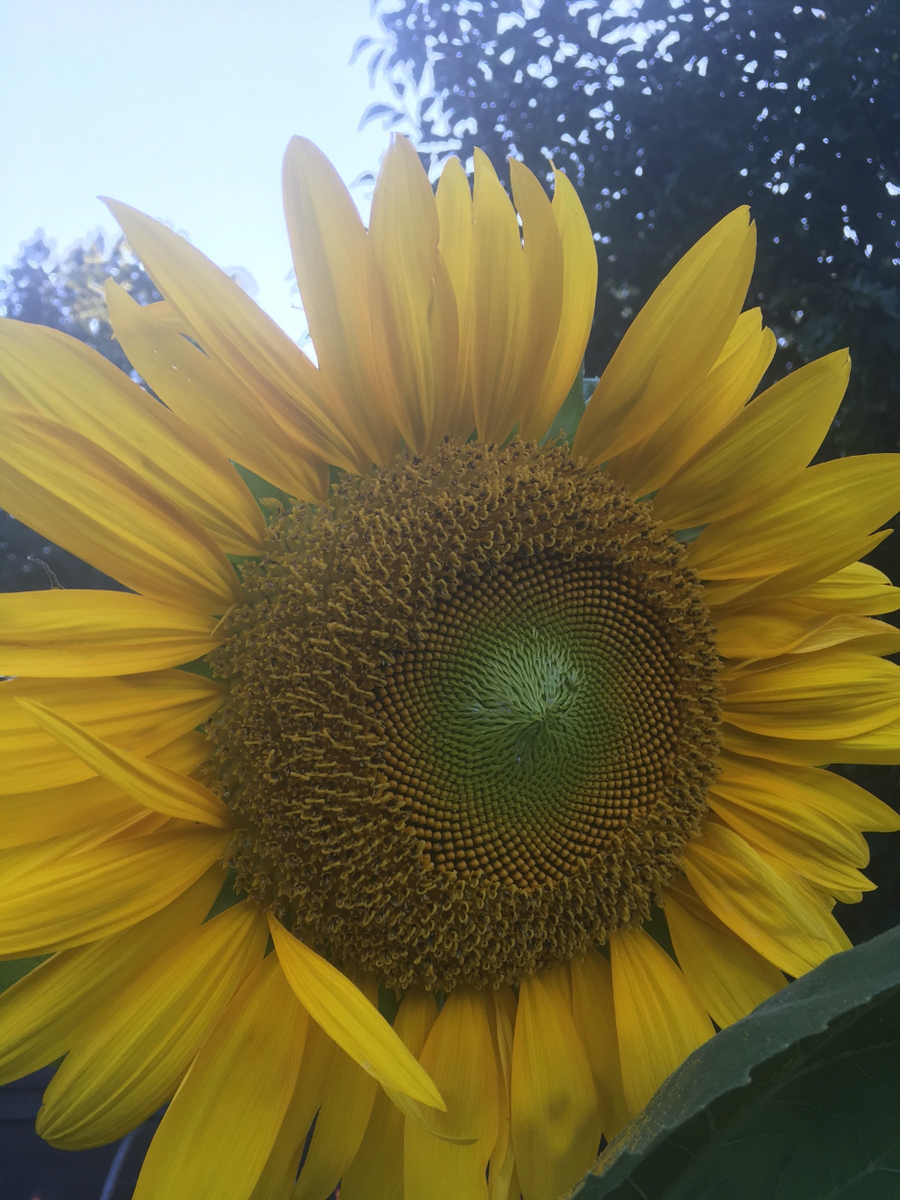 Botanical_'s tweet photo. "I often feel like #blackfolks are expected to be sunflowers, constantly turning our heads to the sunny side of history, expected to ignore the darkness of history.โ
#blackwithplants #entreprenegro #plantzaddy #georgewashingtoncarverswag #bigplantenergy #percyjulianrealness https://t.co/uiv5b86HLB