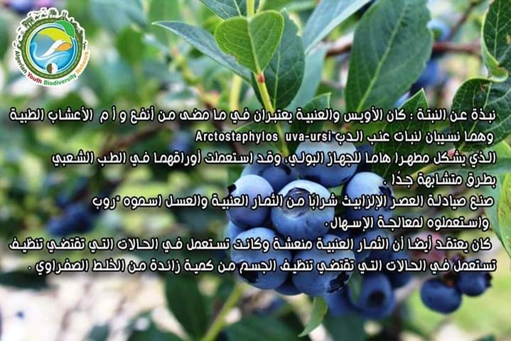 AlgeriaGybn's tweet photo. 🥀تم استخدام التوت البري كعلاج  نباتي لمدة ألف سنة.  

🥀ركزت أحدث الأبحاث حول العنب البري على العلاقة بين استهلاك التوت ( العنب البري والتوت وغيرها) للوقاية من السرطان. https://t.co/U2DAUwHghV