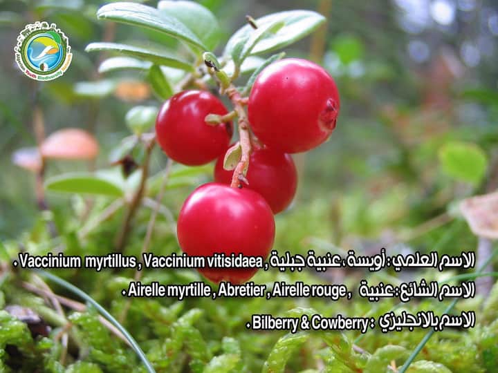 AlgeriaGybn's tweet photo. 🥀تم استخدام التوت البري كعلاج  نباتي لمدة ألف سنة.  

🥀ركزت أحدث الأبحاث حول العنب البري على العلاقة بين استهلاك التوت ( العنب البري والتوت وغيرها) للوقاية من السرطان. https://t.co/U2DAUwHghV