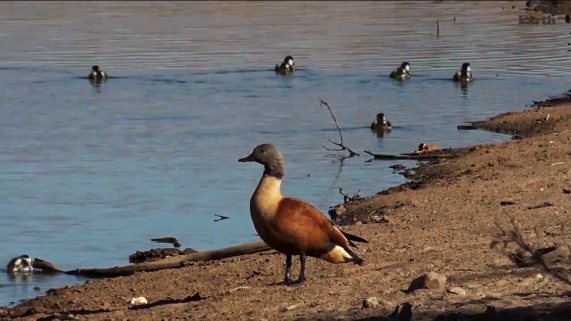 IsaBe11940's tweet image. GM Ducklings &amp;amp; Mom .~ #wildearth