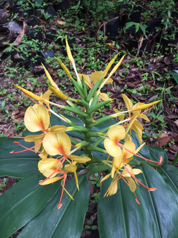Are you a fan of this yellow Hedychium?