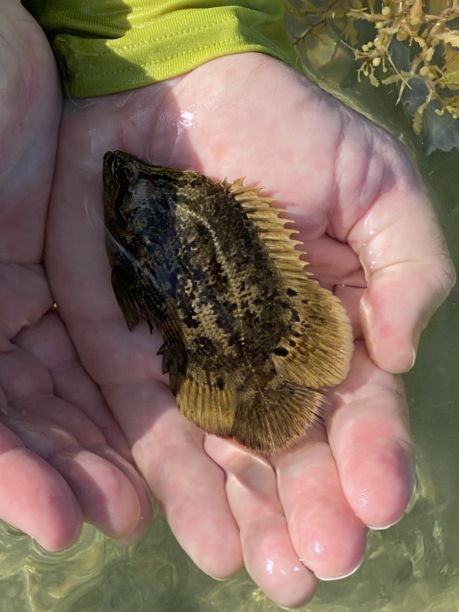 SeabirdMcKeon's tweet photo. Juvenile #tripletail floating along in the #sargassum.  #biodiversity #fish https://t.co/oOILyrLChV