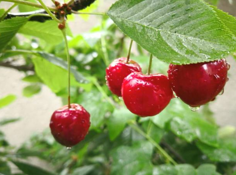 USDA_NIFA's tweet photo. To help save US cherry & berry crops, a multi-regional research team led by U of Georgia's Dr. Ashfaq Sial investigated behavioral, cultural, biological & chemical strategies to efficiently control spotted wing drosophila. Supported by @USDA_NIFA.
https://t.co/AX720LtuLy https://t.co/FLv3HEx6IZ