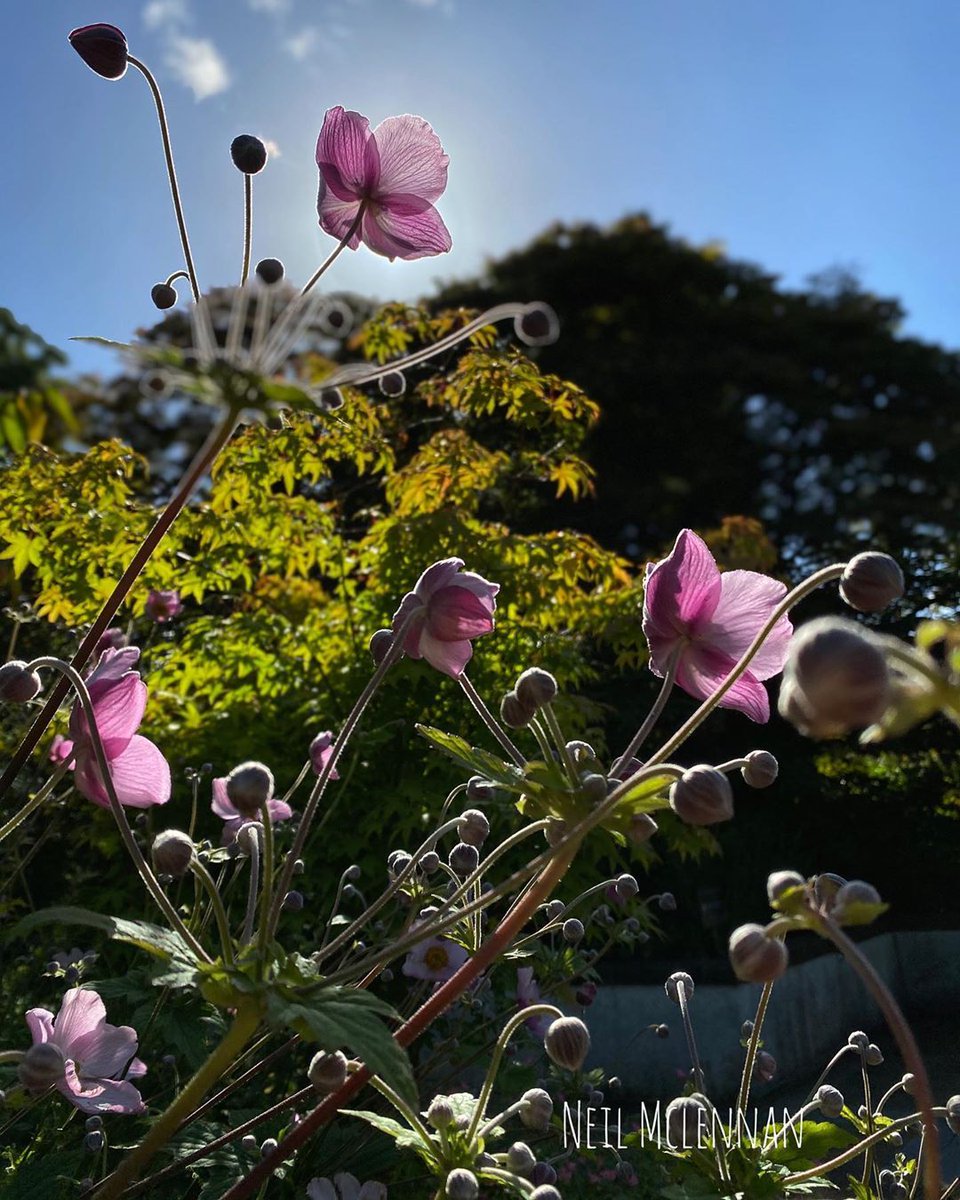 MacBackpackers tweet media