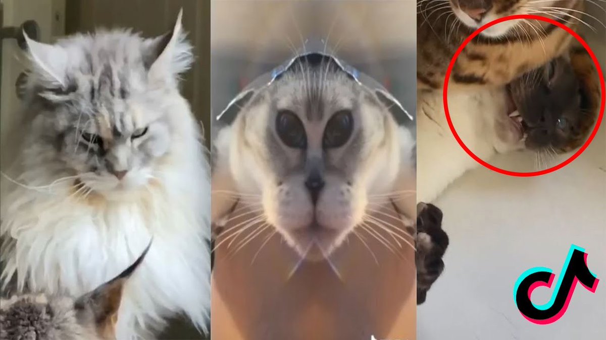 MeowMoeDotCom's tweet photo. Cat Memes Tiktok Cats Being Cats Compilation Funny ...
 
#Cats #Cat #Kittens #Kitten #Kitty #Pets #Pet #Meow #Moe #CuteCats #CuteCat #CuteKittens #CuteKitten #MeowMoe #CatDankMemes #CatFails2020 #CatMeme #CatMemes2020 #CatMemesCompilation
 
https://t.co/37ckQgEGPB https://t.co/3ENUEjj3me