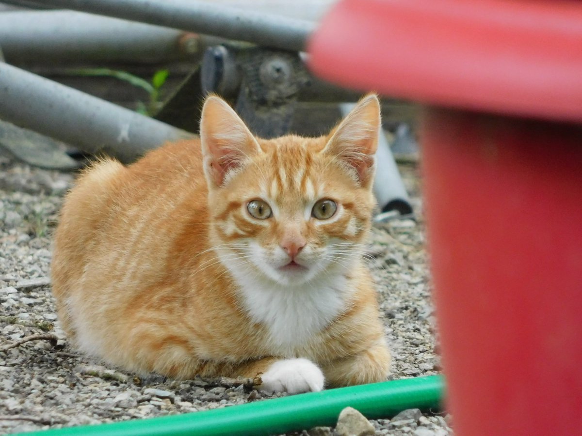 Chatons à adopter dans la région de Vitré.