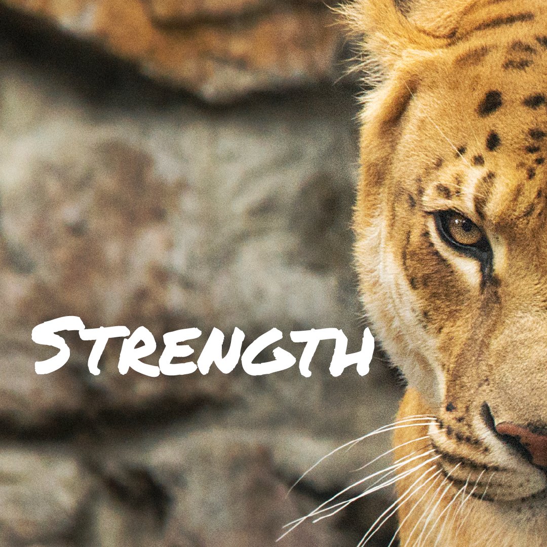 KernCulture's tweet photo. The Liger has the majesty of its father (a lion) and the strength of its mother (a tigress). And this makes it the largest cat in the world. Kind of how a combination of brand science and digital creativity can help your brand grow to another level.
#brandattack #KernCulture https://t.co/C2hqcfSUlZ
