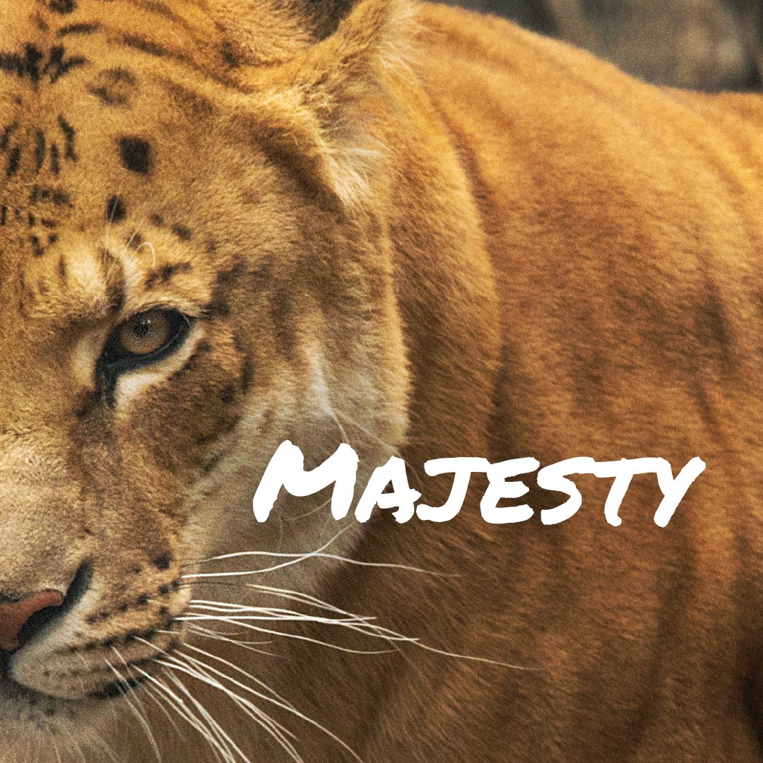 KernCulture's tweet photo. The Liger has the majesty of its father (a lion) and the strength of its mother (a tigress). And this makes it the largest cat in the world. Kind of how a combination of brand science and digital creativity can help your brand grow to another level.
#brandattack #KernCulture https://t.co/C2hqcfSUlZ
