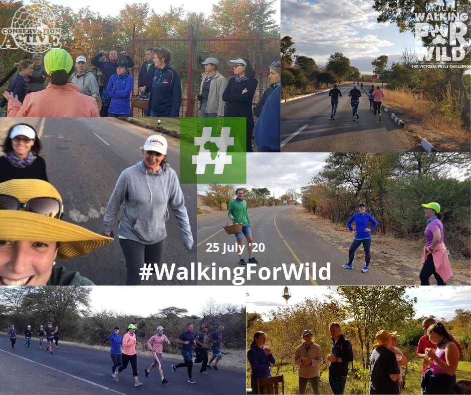 SportForConserv's tweet photo. Great effort last week for #WalkingForWild. 
Thank you for all your support, fantastic to see everyone around the world getting behind this initiative to raise funds for the Victoria Falls Wildlife Trust.
For more info visit  https://t.co/WZBOfgTEMD #SportForConservation https://t.co/Jab5zDjDUM