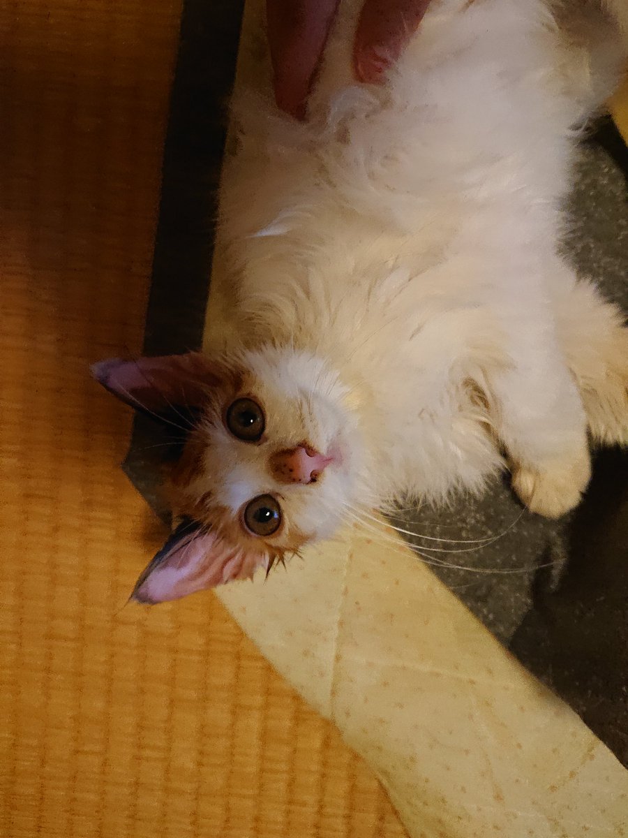 美人猫 のyahoo 検索 リアルタイム Twitter ツイッター をリアルタイム検索