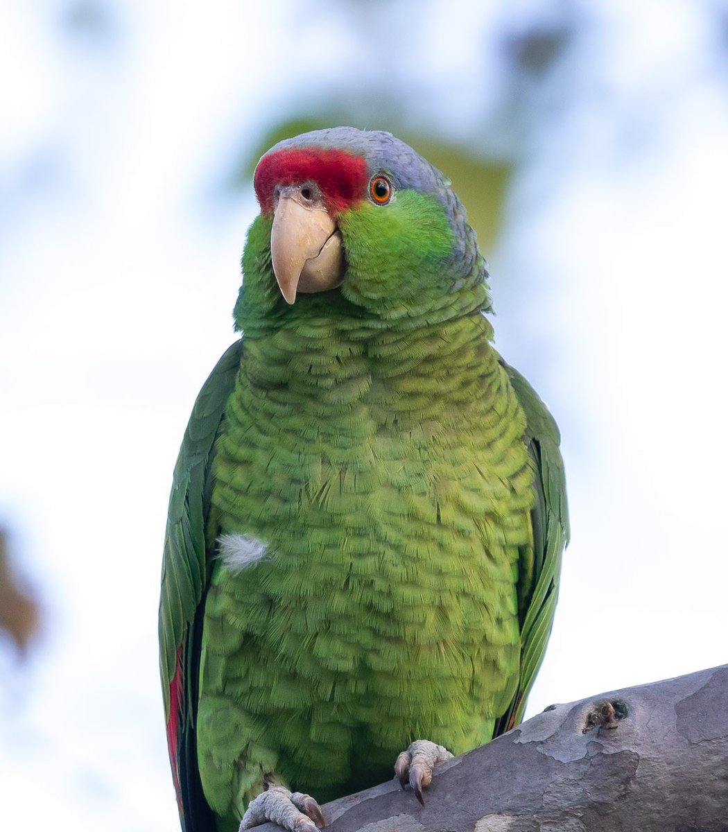  #Fluffenchops2020 ROUND 1 Part 1 (4/16)Left: Lilac-crowned Amazon (Amazona finschi): Jeff BrayVSRight: Gang-gang Cockatoo (Callocephalon fimbriatum):  @davidcsimonWho has the best  #Fluffenchops? Vote in the poll below! #Birds  #Ornithology  #TeamBird