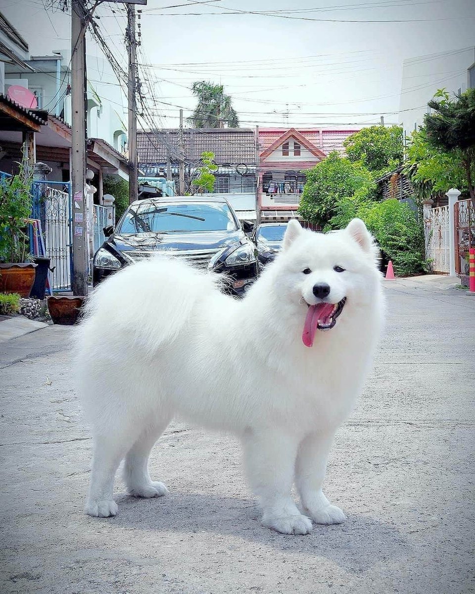 ignite_GSD's tweet photo. Okay so this is what a Samoyed looks like.....😌😌.

Enjoy your week great people. https://t.co/yH7WNWnKKU