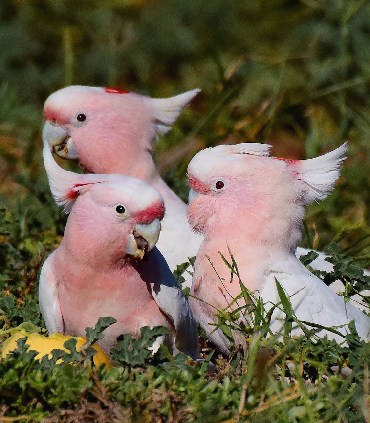  #Fluffenchops2020 ROUND 1 Part 1 (5/16)Left: Cockatiel (Nymphicus hollandicus):  @SandyHorne61 VSRight: Pink Cockatoo (Lophochroa leadbeateri):  @RanaKin07365133Who has the best  #Fluffenchops? Vote in the poll below! #Birds  #Ornithology  #TeamBird