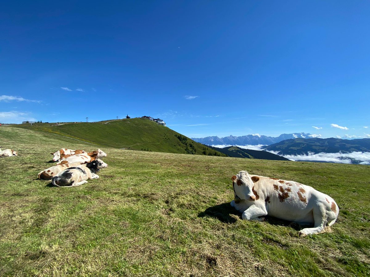 Zell am See-Kaprun tweet media