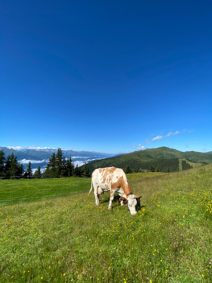 Zell am See-Kaprun tweet media