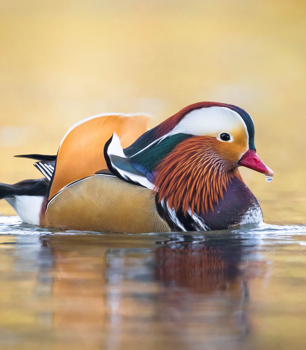 #Fluffenchops2020 ROUND 1 Part 1 (7/16)Left: Mandarin Duck (Aix galericulata): Tanner MartinVSRight: Red-rumped Parrot (Psephotus haematonotus):  @ParrotOfTheDay Who has the best  #Fluffenchops? Vote in the poll below! #Birds  #Ornithology  #TeamBird