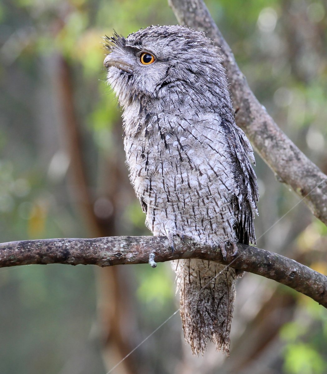  #Fluffenchops2020 ROUND 1 Part 1 (6/16)Left: Tawny Frogmouth (Podargus strigoides): Chris MurrayVSRight: Budgerigar (Melopsittacus undulatus): Chris WileyWho has the best  #Fluffenchops? Vote in the poll below! #Birds  #Ornithology  #TeamBird