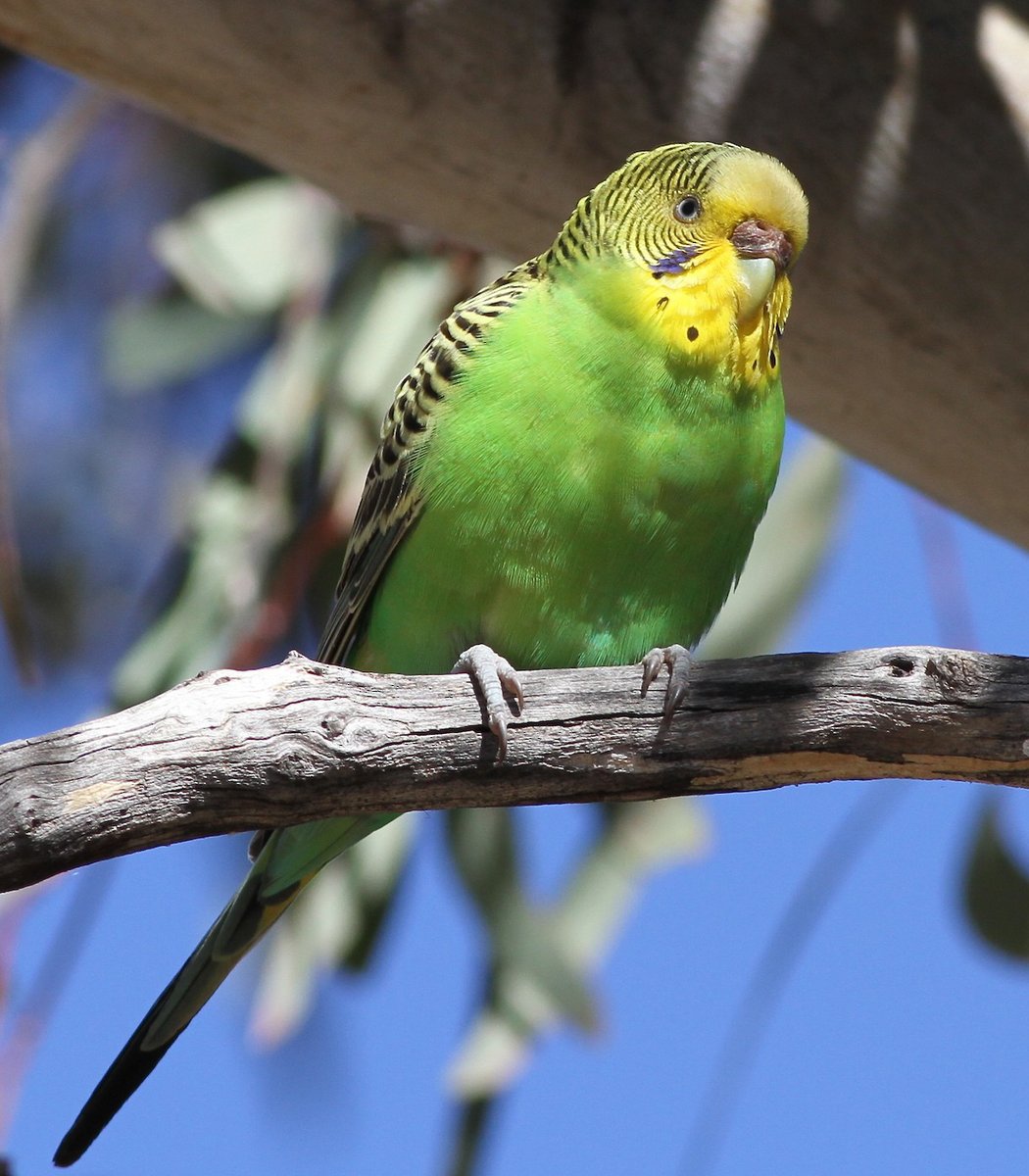  #Fluffenchops2020 ROUND 1 Part 1 (6/16)Left: Tawny Frogmouth (Podargus strigoides): Chris MurrayVSRight: Budgerigar (Melopsittacus undulatus): Chris WileyWho has the best  #Fluffenchops? Vote in the poll below! #Birds  #Ornithology  #TeamBird